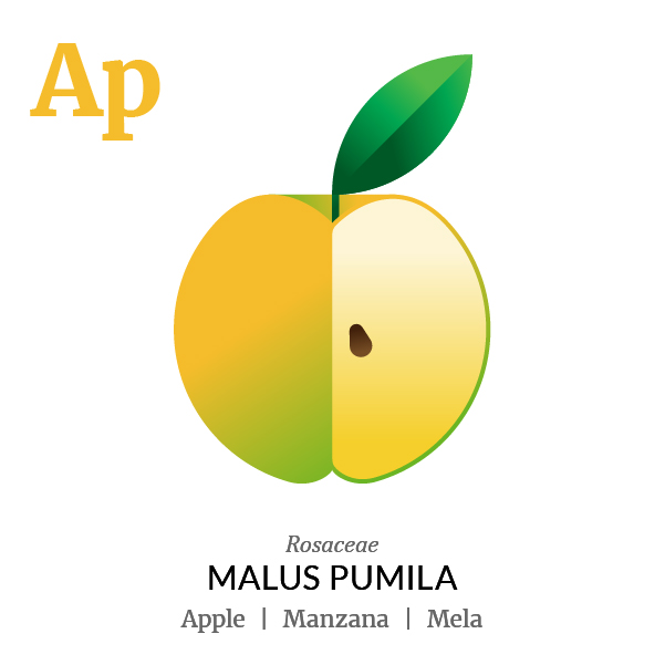 Apple fruit icon, family, species and names, illustration by Francesco Faggiano, project by Isleta Design Studio