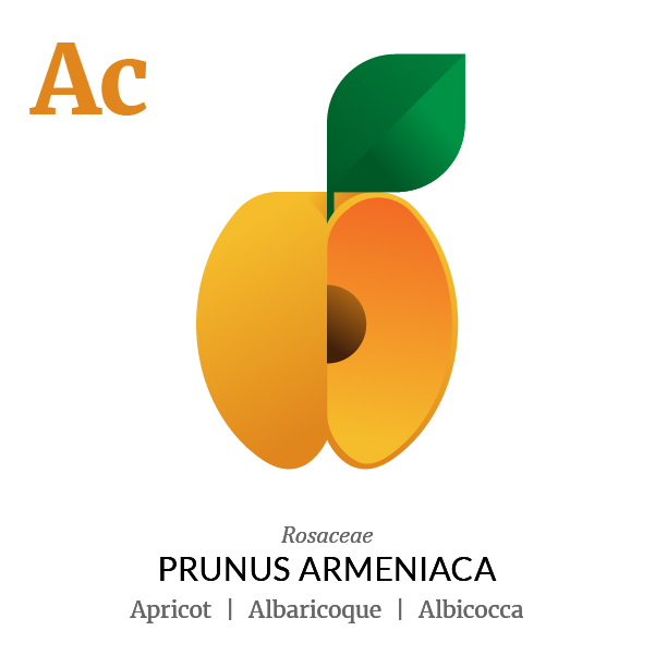 Apricot fruit icon, family, species and names, illustration by Francesco Faggiano, project by Isleta Design Studio