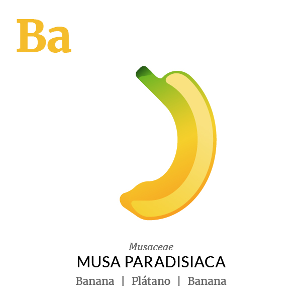 Banana fruit icon, family, species and names, illustration by Francesco Faggiano, project by Isleta Design Studio