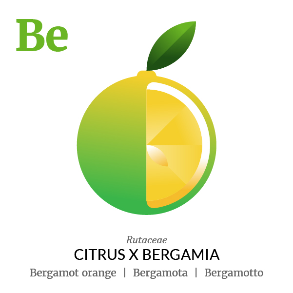 Bergamot orange fruit icon, family, species and names, illustration by Francesco Faggiano, project by Isleta Design Studio
