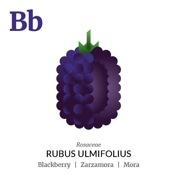 Blackberry fruit icon, family, species and names, illustration by Francesco Faggiano, project by Isleta Design Studio