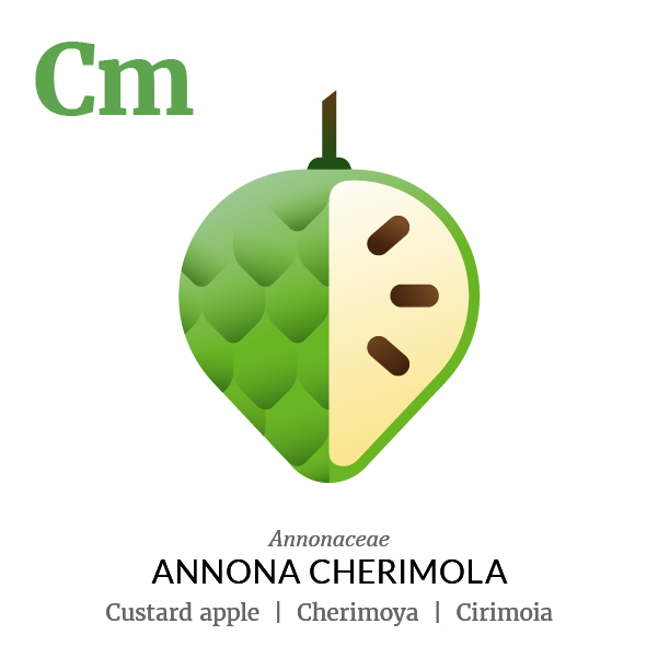 Custard apple Cherimoya fruit icon, family, species and names, illustration by Francesco Faggiano, project by Isleta Design Studio