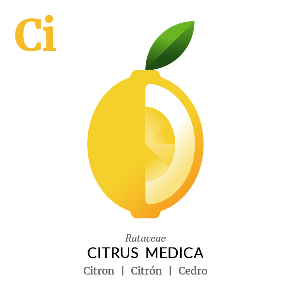 Citron fruit icon, family, species and names, illustration by Francesco Faggiano, project by Isleta Design Studio