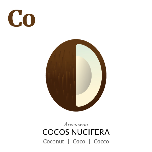 Coconut Coco fruit icon, family, species and names, illustration by Francesco Faggiano, project by Isleta Design Studio