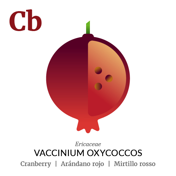Cranberry fruit icon, family, species and names, illustration by Francesco Faggiano, project by Isleta Design Studio