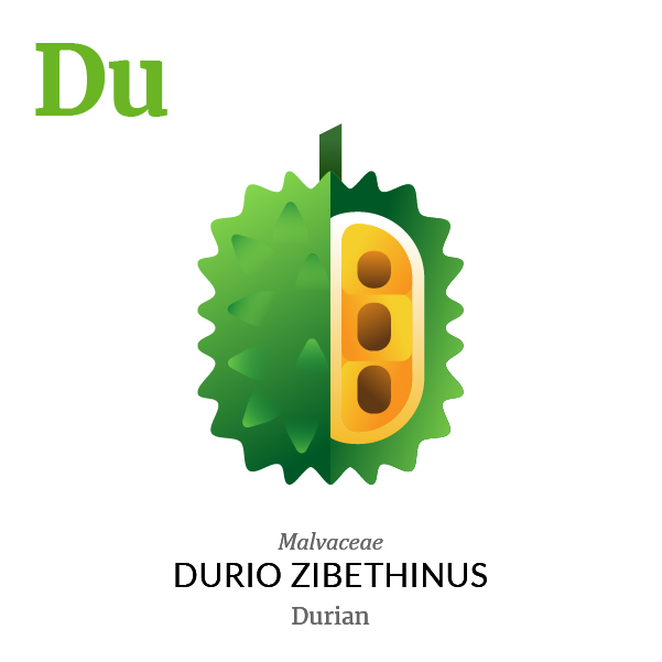 Durian fruit icon, family, species and names, illustration by Francesco Faggiano, project by Isleta Design Studio