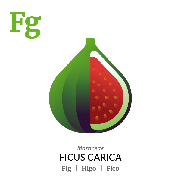 Fig fruit icon, family, species and names, illustration by Francesco Faggiano, project by Isleta Design Studio