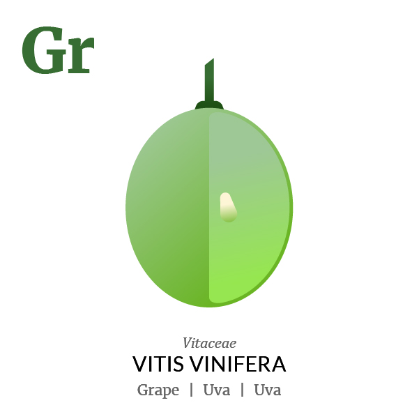 Grape fruit icon, family, species and names, illustration by Francesco Faggiano, project by Isleta Design Studio