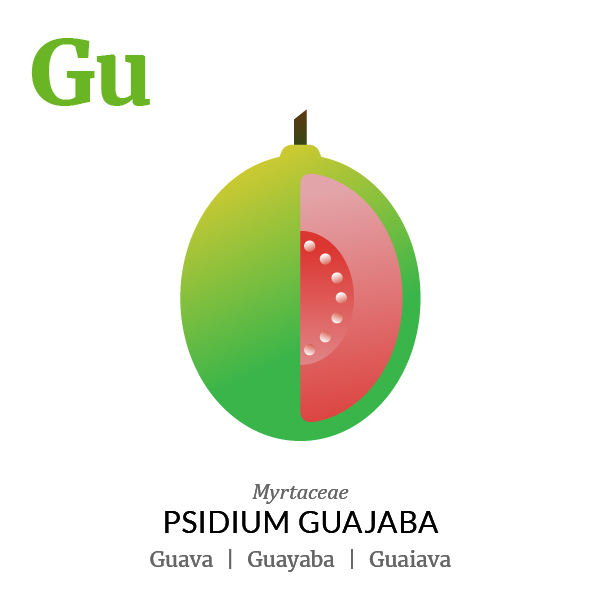 Guava Guayaba fruit icon, family, species and names, illustration by Francesco Faggiano, project by Isleta Design Studio