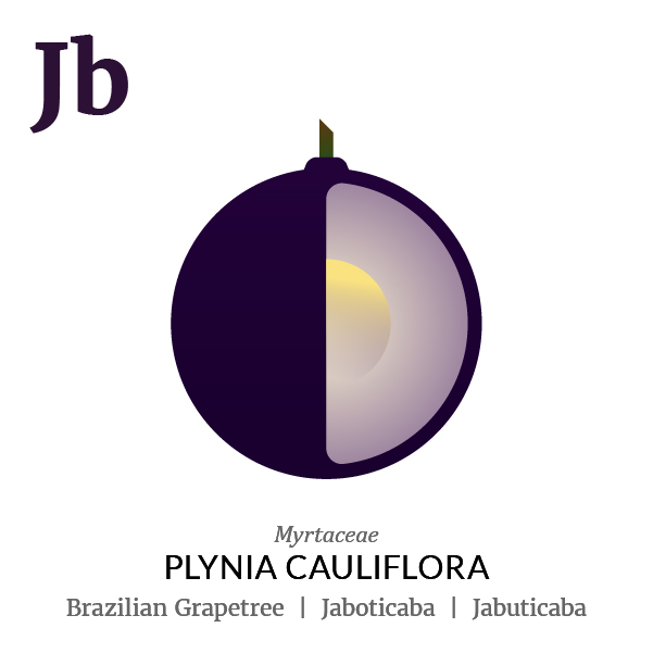 Brazilian grapetree Jaboticaba fruit icon, family, species and names, illustration by Francesco Faggiano, project by Isleta Design Studio
