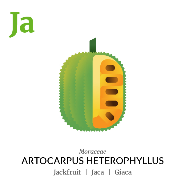 Jackfruit Jaca fruit icon, family, species and names, illustration by Francesco Faggiano, project by Isleta Design Studio