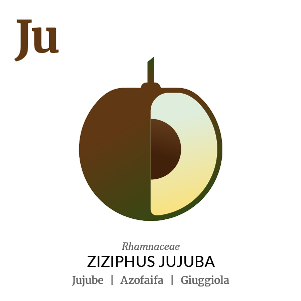 Jujube fruit icon, family, species and names, illustration by Francesco Faggiano, project by Isleta Design Studio