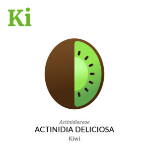 Kiwifruit Kiwi fruit icon, family, species and names, illustration by Francesco Faggiano, project by Isleta Design Studio