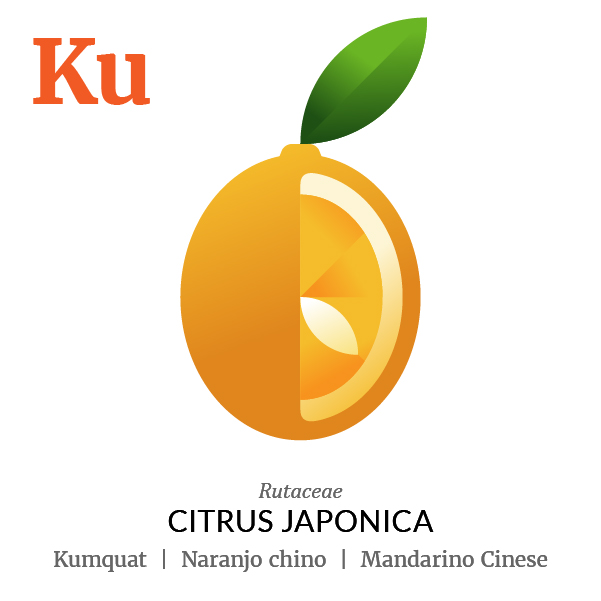 Kumquat Chinese mandarin fruit icon, family, species and names, illustration by Francesco Faggiano, project by Isleta Design Studio