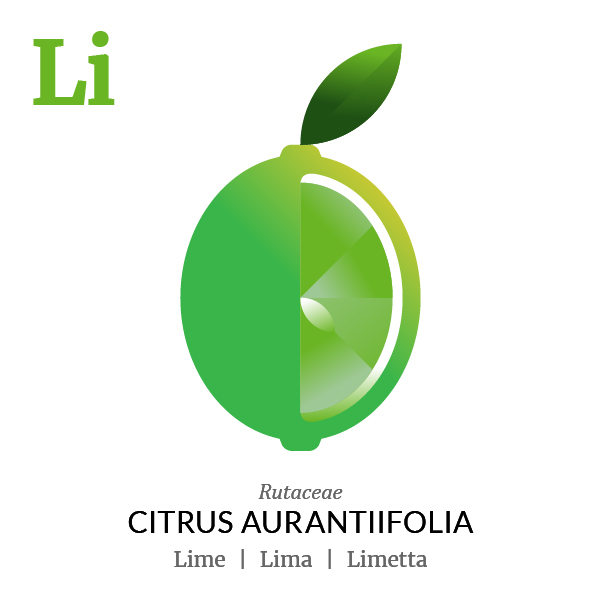 Lime fruit icon, family, species and names, illustration by Francesco Faggiano, project by Isleta Design Studio