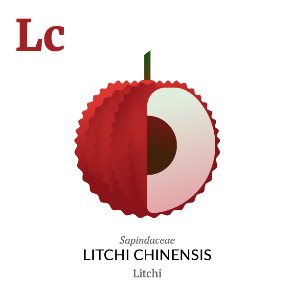 Litchi fruit icon, family, species and names, illustration by Francesco Faggiano, project by Isleta Design Studio