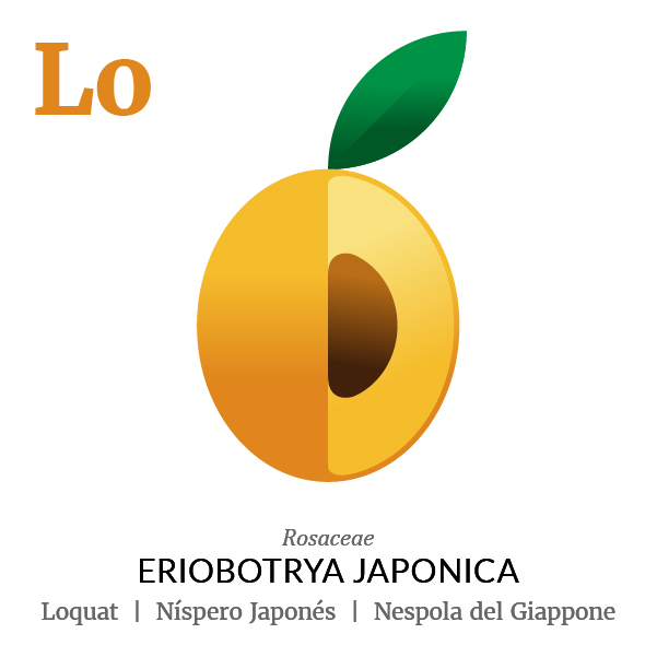 Loquat Japanese medlar fruit icon, family, species and names, illustration by Francesco Faggiano, project by Isleta Design Studio
