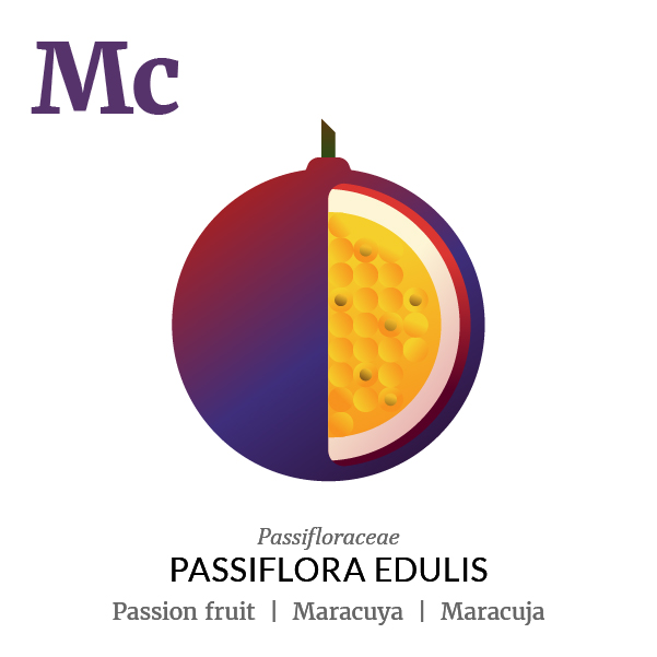 Passion fruit Maracuya fruit icon, family, species and names, illustration by Francesco Faggiano, project by Isleta Design Studio