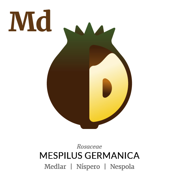 Medlar fruit icon, family, species and names, illustration by Francesco Faggiano, project by Isleta Design Studio