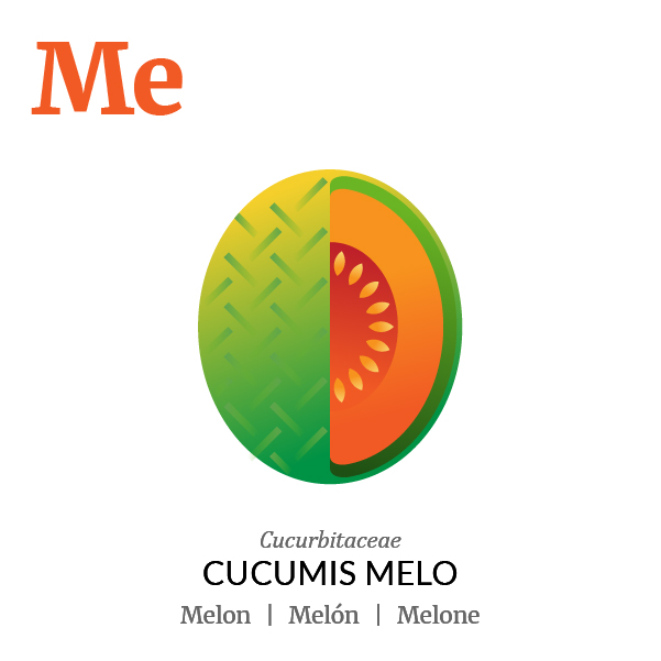 Melon fruit icon, family, species and names, illustration by Francesco Faggiano, project by Isleta Design Studio
