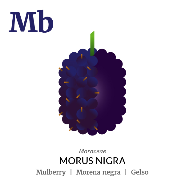 Mulberry fruit icon, family, species and names, illustration by Francesco Faggiano, project by Isleta Design Studio
