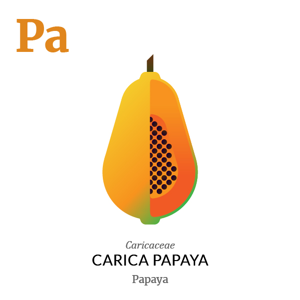 Papaya fruit icon, family, species and names, illustration by Francesco Faggiano, project by Isleta Design Studio