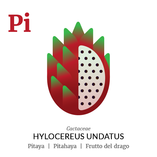 Pitaya Pitahaya fruit icon, family, species and names, illustration by Francesco Faggiano, project by Isleta Design Studio