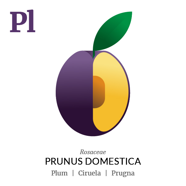 Plum fruit icon, family, species and names, illustration by Francesco Faggiano, project by Isleta Design Studio