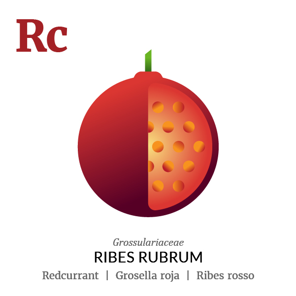 Redcurrant fruit icon, family, species and names, illustration by Francesco Faggiano, project by Isleta Design Studio