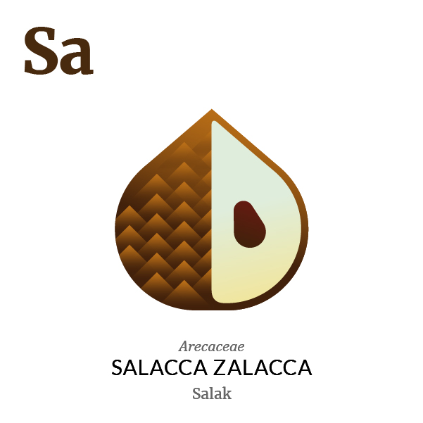 Salak fruit icon, family, species and names, illustration by Francesco Faggiano, project by Isleta Design Studio