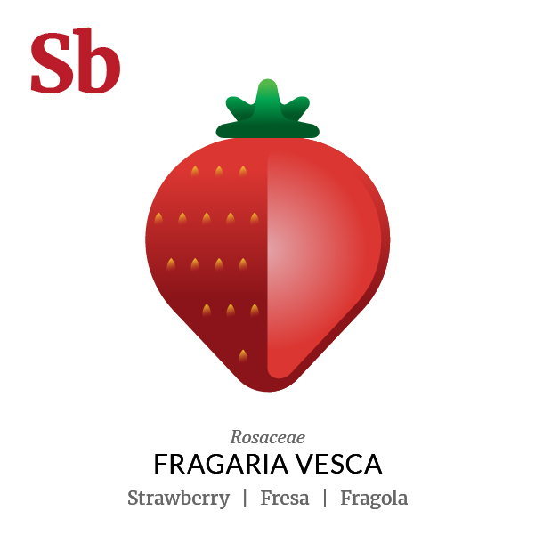 Strawberry fruit icon, family, species and names, illustration by Francesco Faggiano, project by Isleta Design Studio
