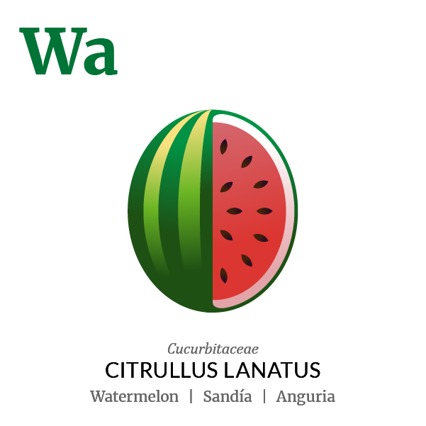 Watermelon fruit icon, family, species and names, illustration by Francesco Faggiano, project by Isleta Design Studio