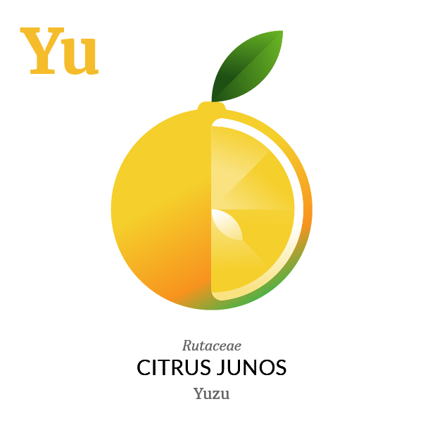 Yuzu fruit icon, family, species and names, illustration by Francesco Faggiano, project by Isleta Design Studio
